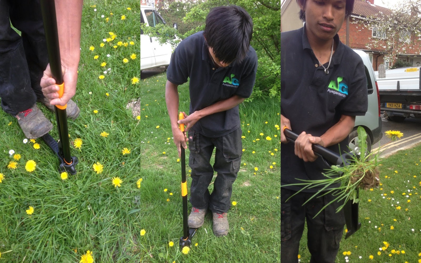 What is a dandelion digger?